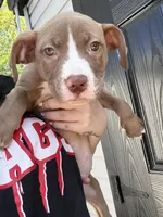 Tank , a male American Pit Bull Terrier for sale in Philadelphia, PA – Photo 1 of 2