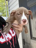 Tank , a male American Pit Bull Terrier for sale in Philadelphia, PA – Photo 2 of 2