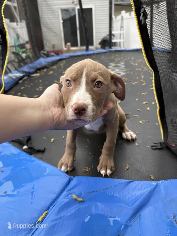 Tank  – American Pit Bull Terrier puppy for sale in Philadelphia, PA