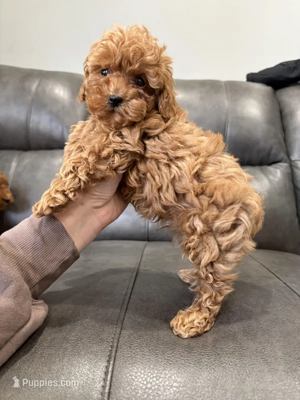 Rora – Poodle - Miniature  puppy for sale in Philadelphia, PA
