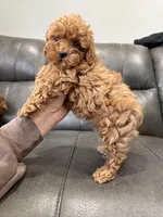 Rora, a female Poodle - Miniature  for sale in Philadelphia, PA – Photo 1 of 2