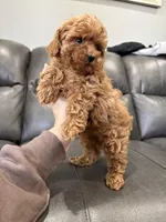 Rora, a female Poodle - Miniature  for sale in Philadelphia, PA – Photo 2 of 2