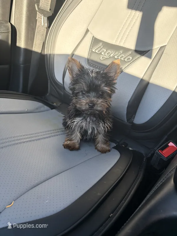 Teacup max – Yorkshire Terrier puppy for sale in Philadelphia, PA