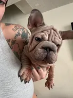 Nessy, a female French Bulldog for sale in Philadelphia, PA – 2 of 5