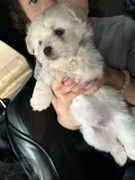 Hunter , a male Maltipoo for sale in Philadelphia, PA – 3 of 3