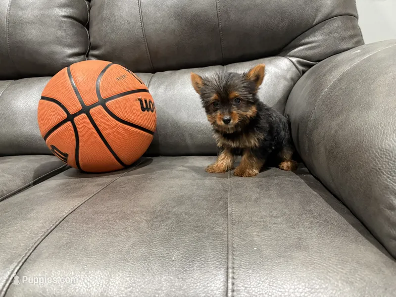 Tiny tim – Yorkshire Terrier puppy for sale in Philadelphia, PA