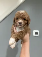 Lisette, a male Poodle - Miniature  for sale in Philadelphia, PA – 1 of 2