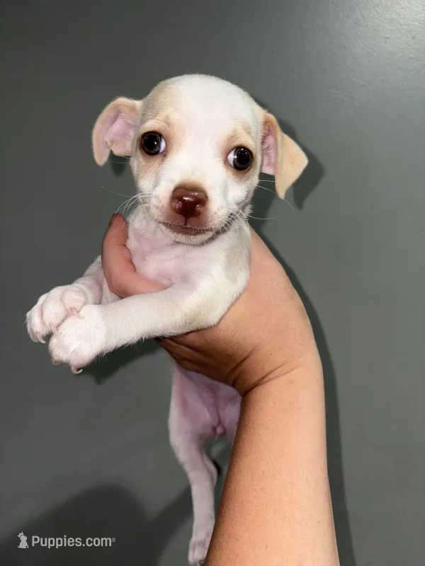 Precious  – Chihuahua puppy for sale in Philadelphia, PA