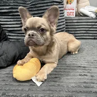 Rocco, a male French Bulldog for sale in Philadelphia, PA – Photo 3 of 8