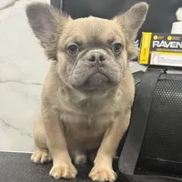 Rocco, a male French Bulldog for sale in Philadelphia, PA – Photo 2 of 8