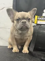 Rocco, a male French Bulldog for sale in Philadelphia, PA – Photo 1 of 8