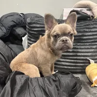 Rocco, a male French Bulldog for sale in Philadelphia, PA – Photo 5 of 8