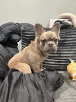 Rocco, a male French Bulldog for sale in Philadelphia, PA – Photo 5 of 8