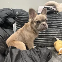 Rocco, a male French Bulldog for sale in Philadelphia, PA – Photo 1 of 8