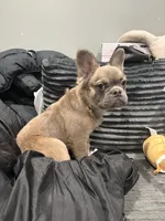 Rocco, a male French Bulldog for sale in Philadelphia, PA – Photo 2 of 8