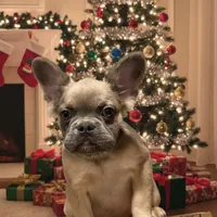 Rocco, a male French Bulldog for sale in Philadelphia, PA – Photo 6 of 8