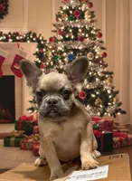 Rocco, a male French Bulldog for sale in Philadelphia, PA – Photo 6 of 8
