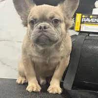 Rocco, a male French Bulldog for sale in Philadelphia, PA – Photo 8 of 8