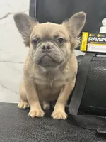 Rocco, a male French Bulldog for sale in Philadelphia, PA – Photo 8 of 8