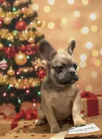 Rocco, a male French Bulldog for sale in Philadelphia, PA – Photo 7 of 8