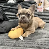 Rocco, a male French Bulldog for sale in Philadelphia, PA – Photo 4 of 8