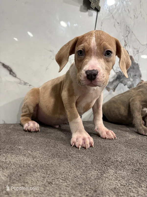 Merle Marley  – American Pit Bull Terrier puppy for sale in Philadelphia, PA