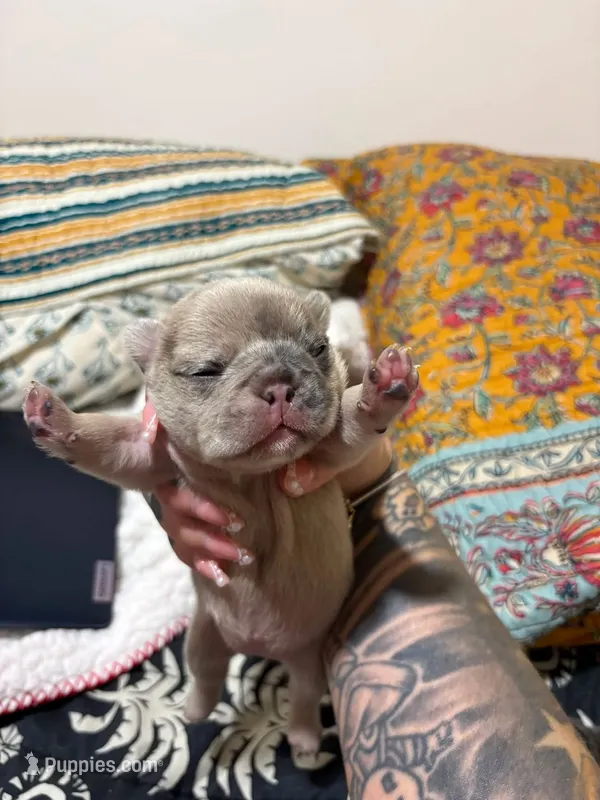 Jalexiiii – French Bulldog puppy for sale in Philadelphia, PA