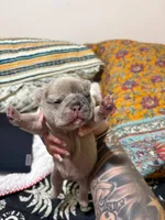 Jalexiiii, a female French Bulldog for sale in Philadelphia, PA – 1 of 4