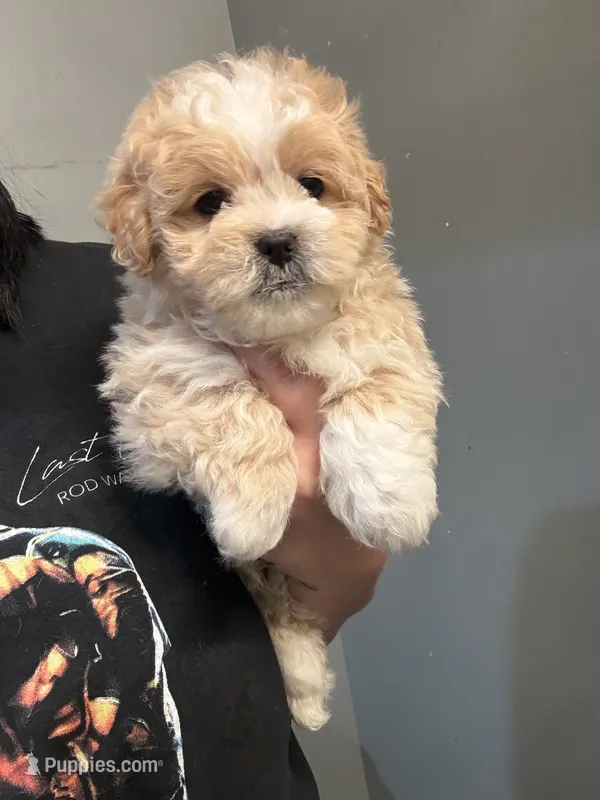 Malshi  – Mal Shi puppy for sale in Philadelphia, PA