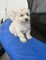 Axel, a male Maltipoo for sale in Philadelphia, PA – 2 of 2