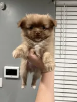 Carmello, a male Pomeranian for sale in Philadelphia, PA – Photo 2 of 3