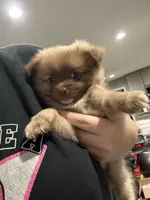 Carmello, a male Pomeranian for sale in Philadelphia, PA – Photo 1 of 3