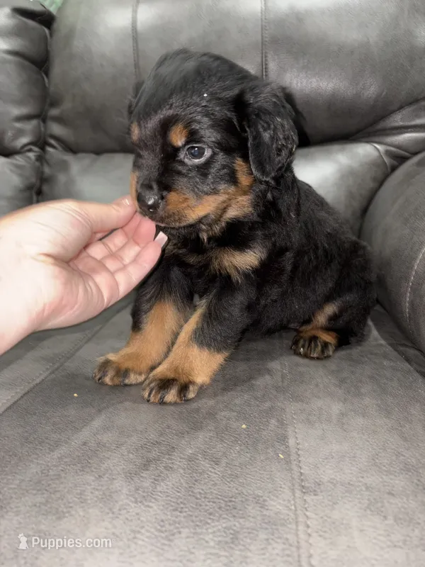 River  – Rottweiler puppy for sale in Philadelphia, PA