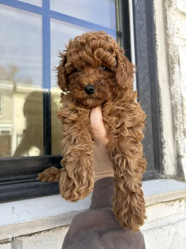 Rosa  – Poodle - Miniature  puppy for sale in Philadelphia, PA