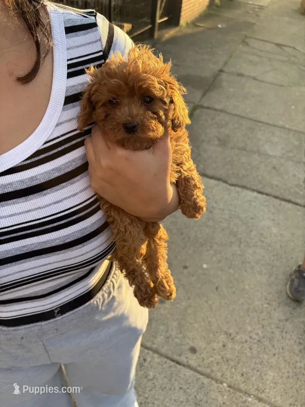 Rosa  – Poodle - Miniature  puppy for sale in Philadelphia, PA