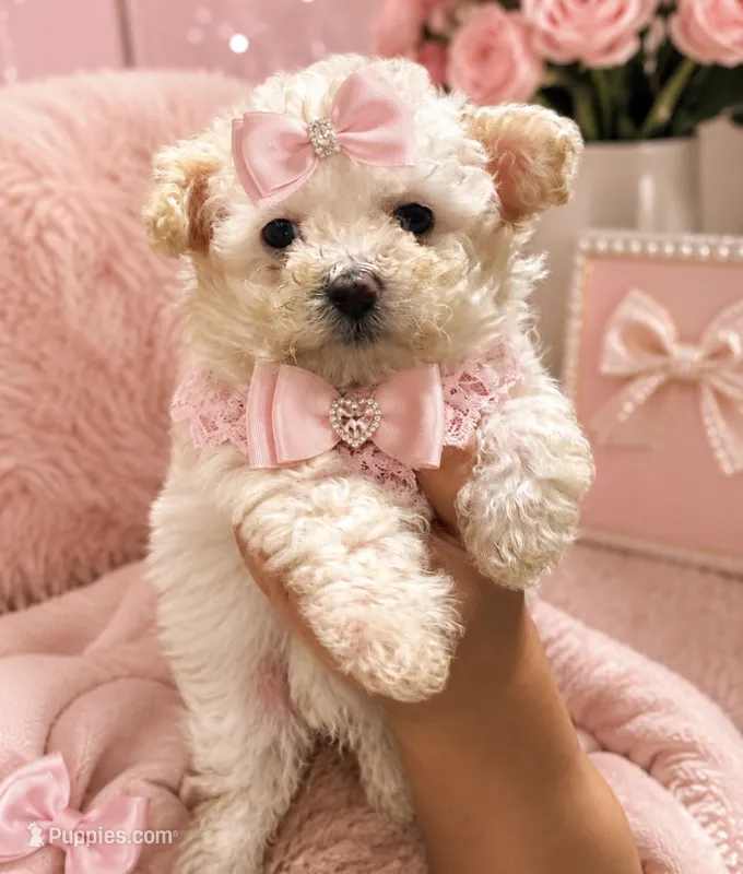 Melody – Maltipoo puppy for sale in Philadelphia, PA