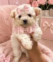 Melody, a female Maltipoo for sale in Philadelphia, PA – 1 of 1