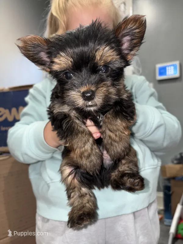 Teacup nylon – Yorkshire Terrier puppy for sale in Philadelphia, PA