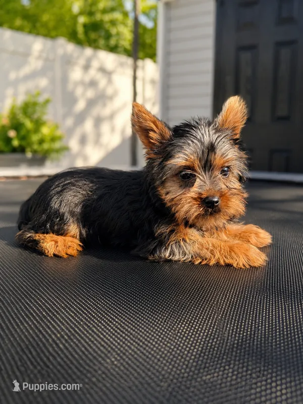 Janet – Yorkshire Terrier puppy for sale in Philadelphia, PA