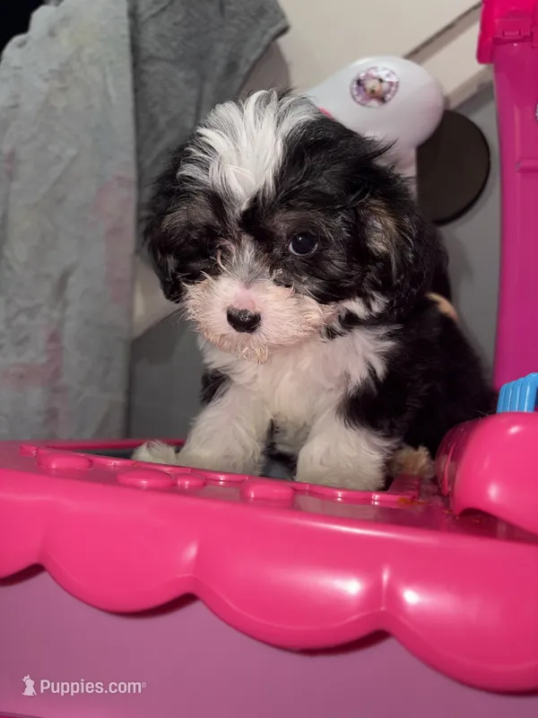 Mai – Shihpoo puppy for sale in Philadelphia, PA