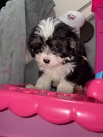 Mai, a female Shihpoo for sale in Philadelphia, PA – 1 of 1