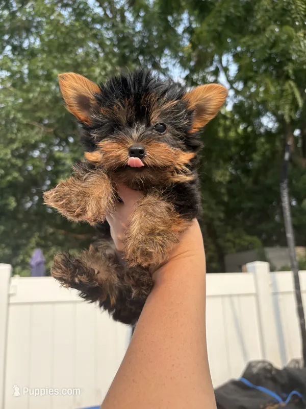 Bear  – Yorkshire Terrier puppy for sale in Philadelphia, PA