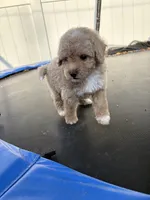 Lavender , a female Poodle - Miniature  for sale in Philadelphia, PA – 2 of 3