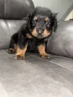 River , a female Rottweiler for sale in Philadelphia, PA – 2 of 5