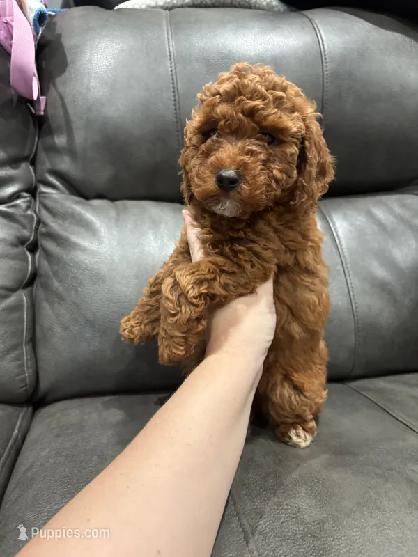 Lily  – Poodle - Toy  puppy for sale in Philadelphia, PA