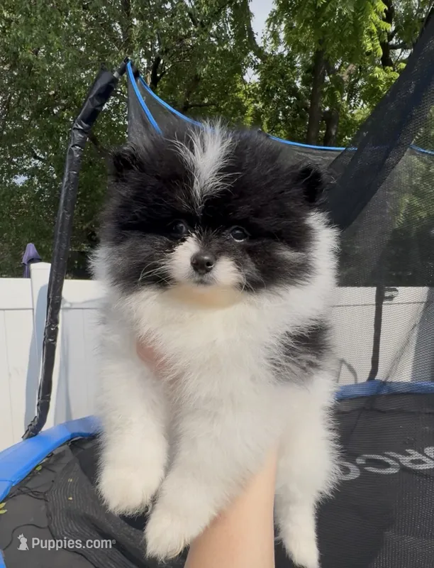 Panda tcup – Pomeranian puppy for sale in Philadelphia, PA