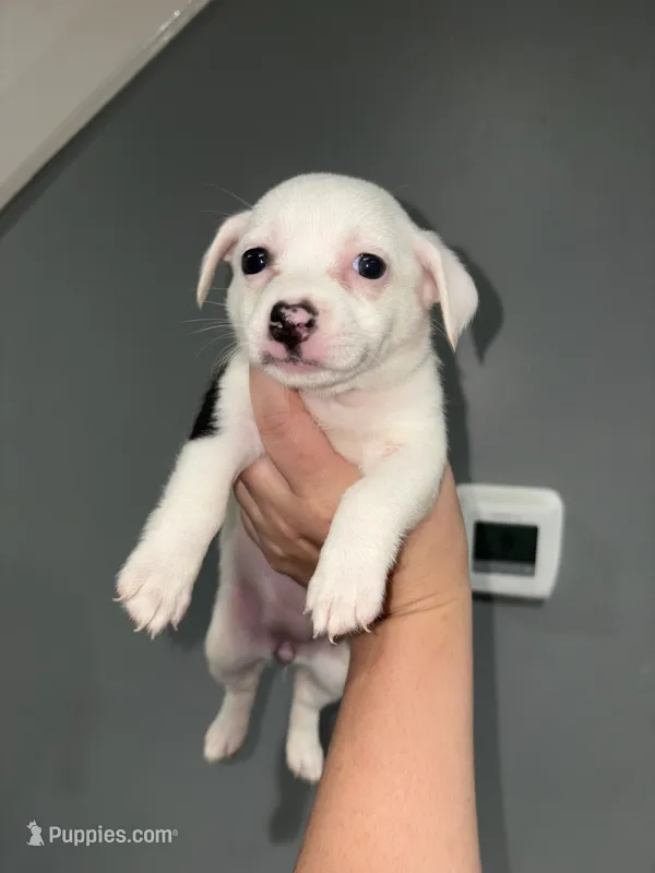 Rora – Pembroke Welsh Corgi, Chihuahua puppy for sale in Philadelphia, PA