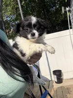 Liam , a male Jack Russell Terrier and Shih Tzu for sale in Philadelphia, PA – 6 of 6
