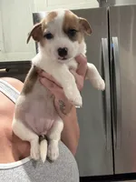 Frida, a female Pembroke Welsh Corgi and Chihuahua for sale in Philadelphia, PA – 2 of 2