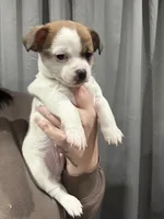 Jax, a male Jack Russell Terrier and Chihuahua for sale in Philadelphia, PA – 2 of 3